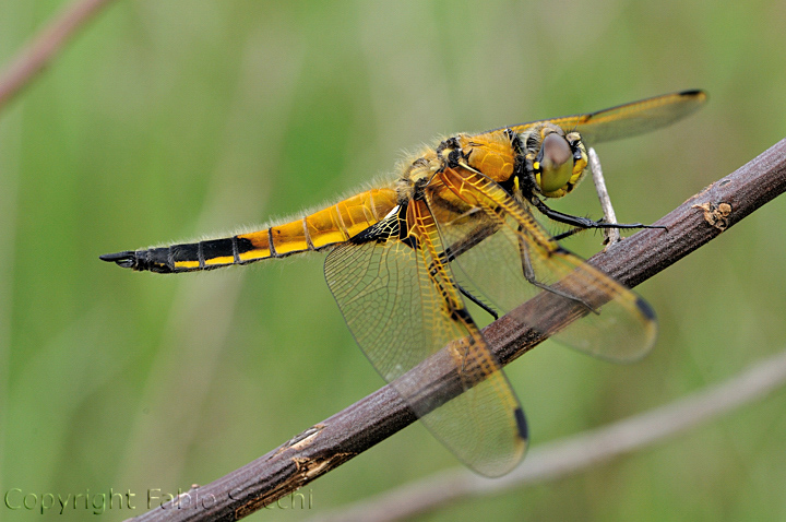 Libellula quadrimaculata f.praenubila